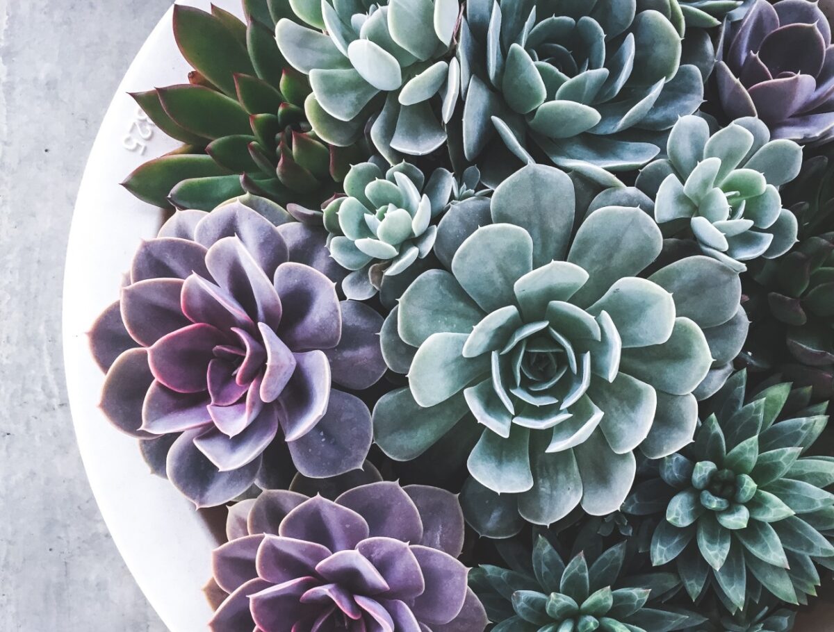 Galleria foto '8 Piante e Fiori perfetti per decorare il tuo balcone d’estate, belli e resistenti al caldo' - foto 6
