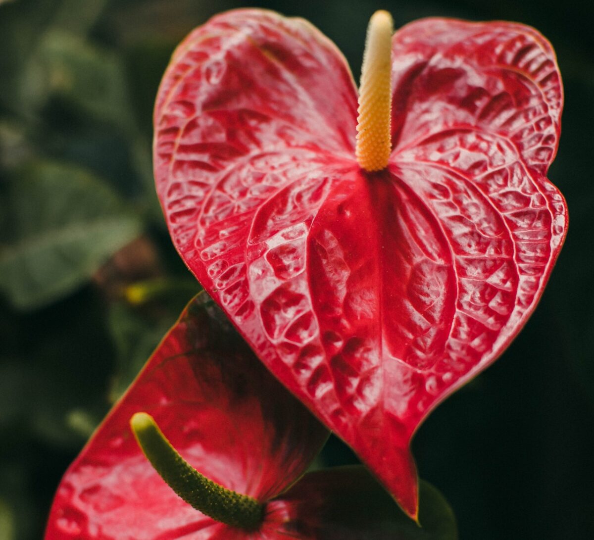 Galleria foto '8 Piante Tropicali per arredare Casa che vanno letteralmente a ruba!' - foto 5