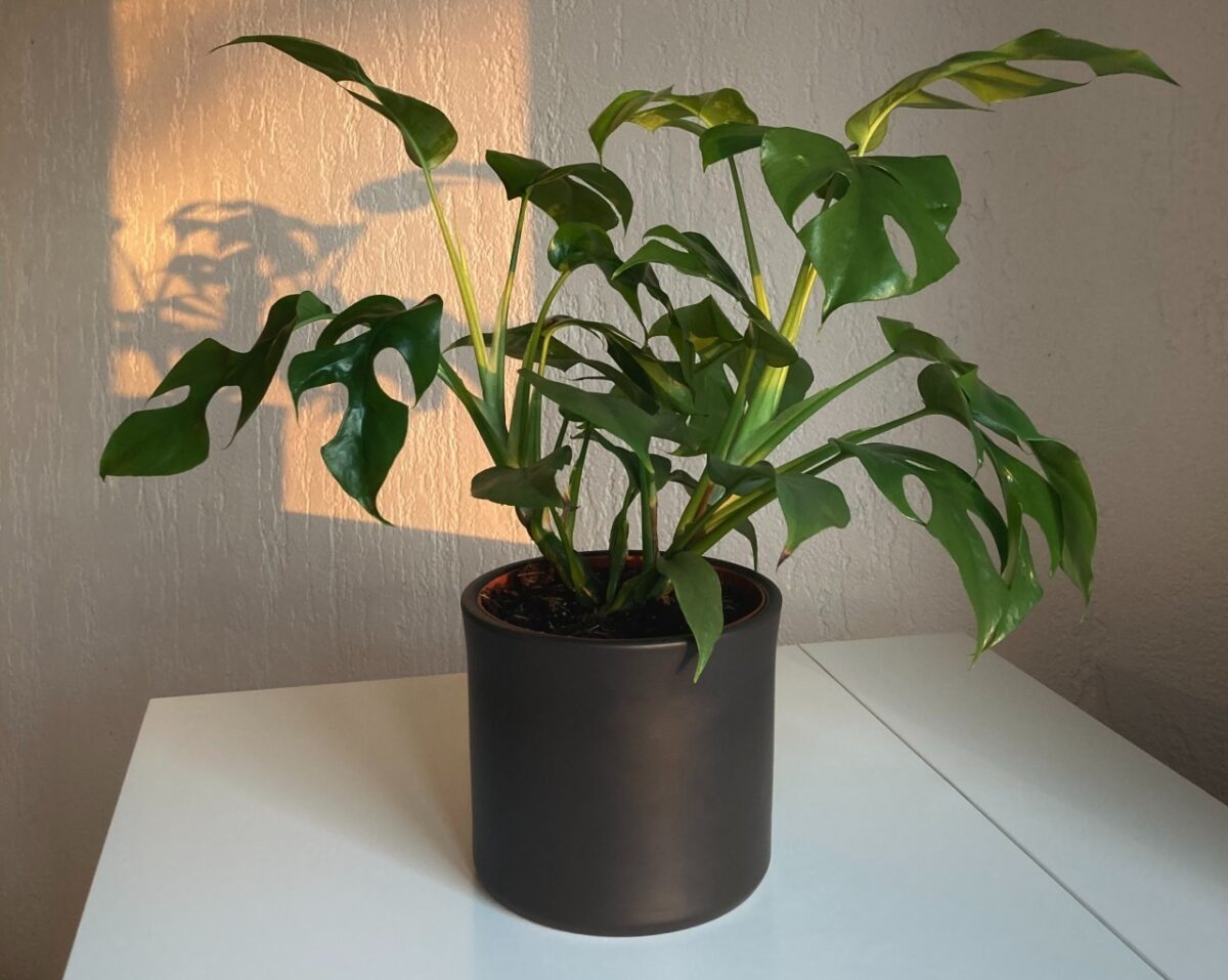 Galleria foto '8 Piante Tropicali per arredare Casa che vanno letteralmente a ruba!' - foto 8