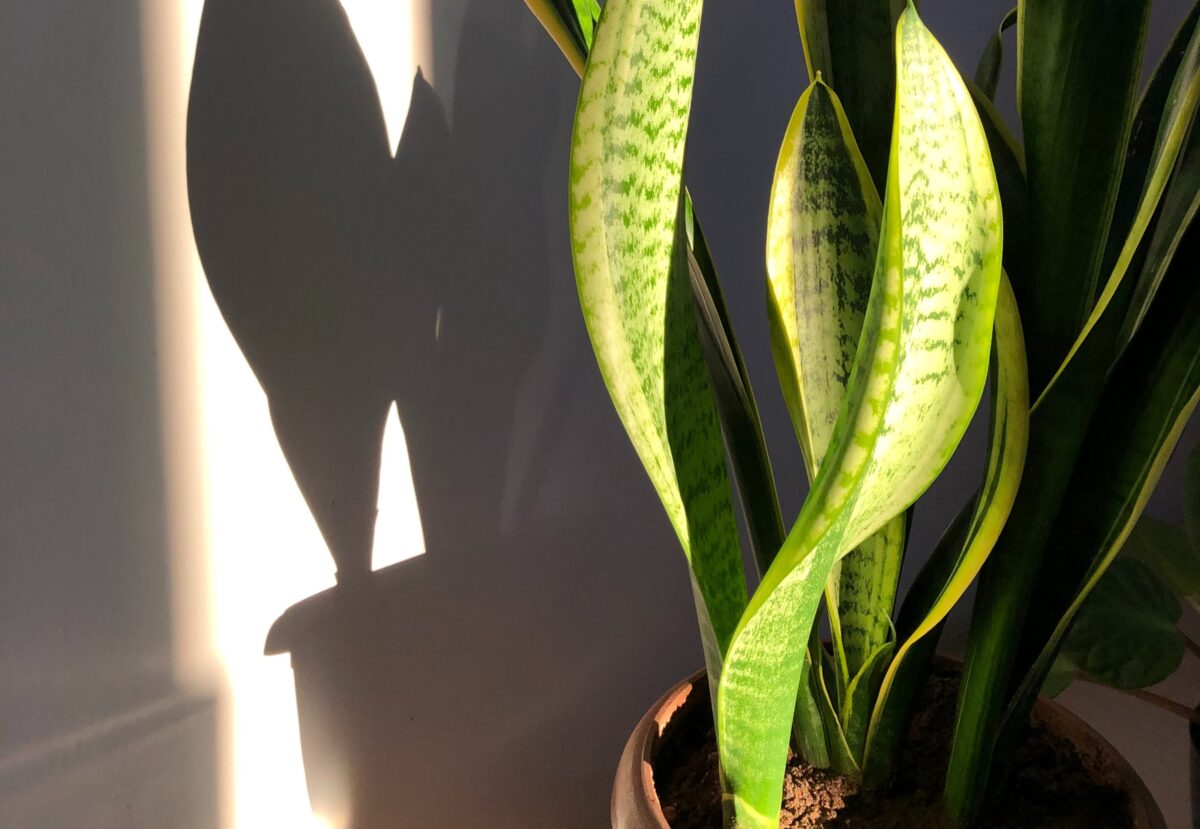 Galleria foto '8 Piante Tropicali per arredare Casa che vanno letteralmente a ruba!' - foto 6