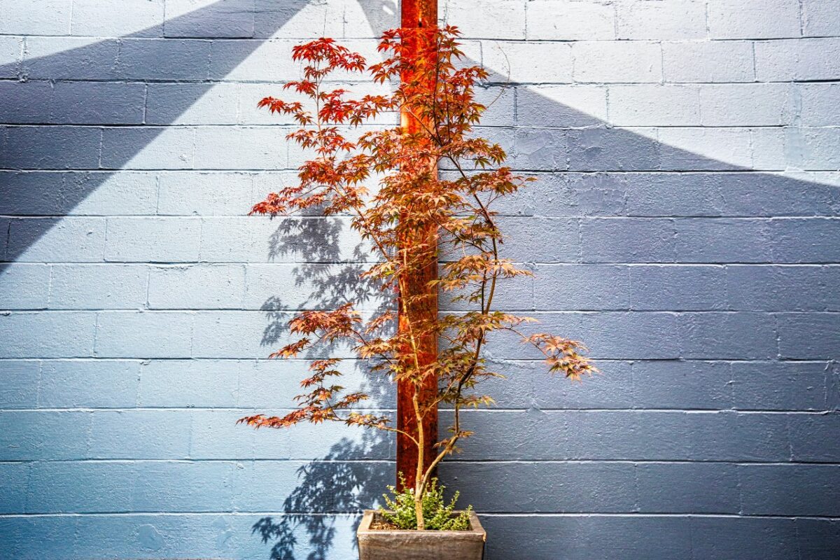 Galleria foto '5 Alberi perfetti per il tuo Balcone: ecco quali scegliere e come prendersene cura…' - foto 3