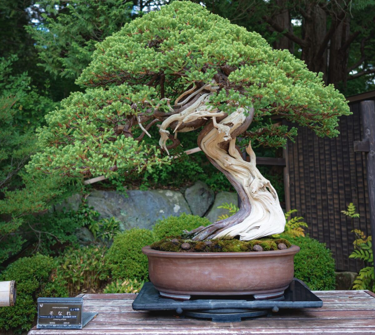 Galleria foto '5 Alberi perfetti per il tuo Balcone: ecco quali scegliere e come prendersene cura…' - foto 2