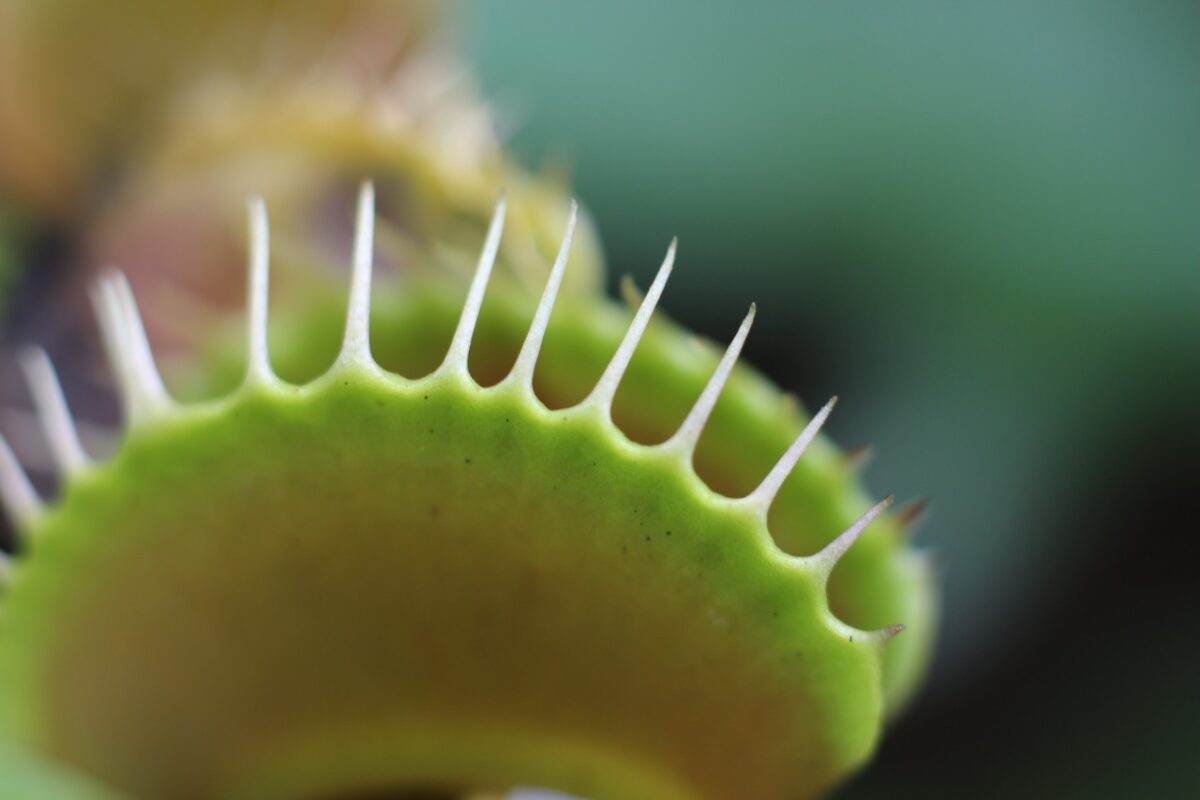 Galleria foto '8 Piante Tropicali per arredare Casa che vanno letteralmente a ruba!' - foto 2