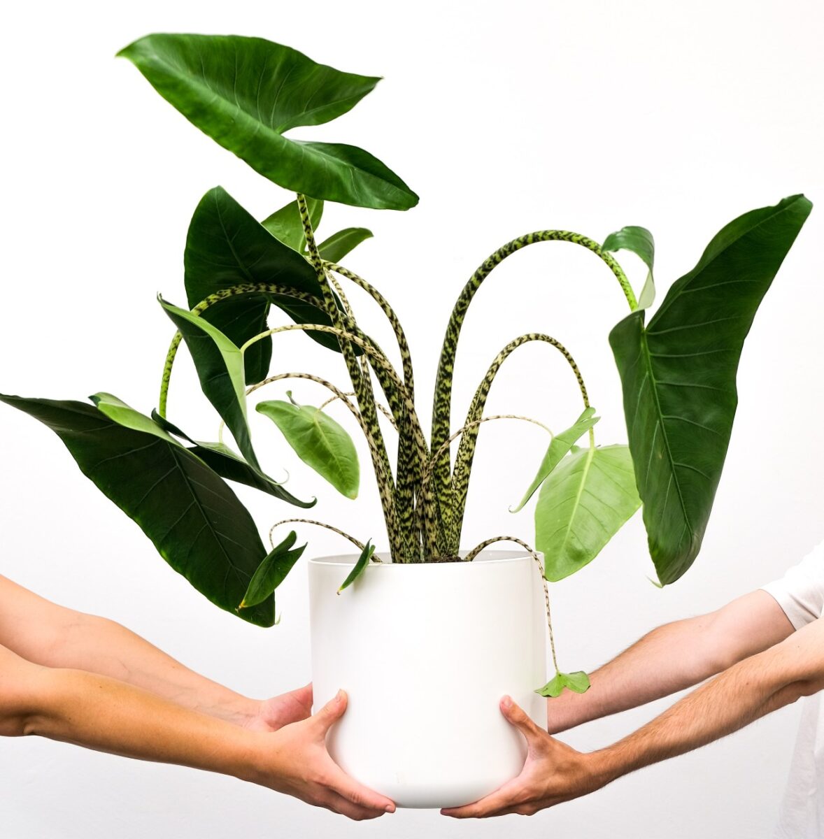 Galleria foto 'Gli Accessori capaci di donare alla tua Casa un’atmosfera Extra Lusso!' - foto 3