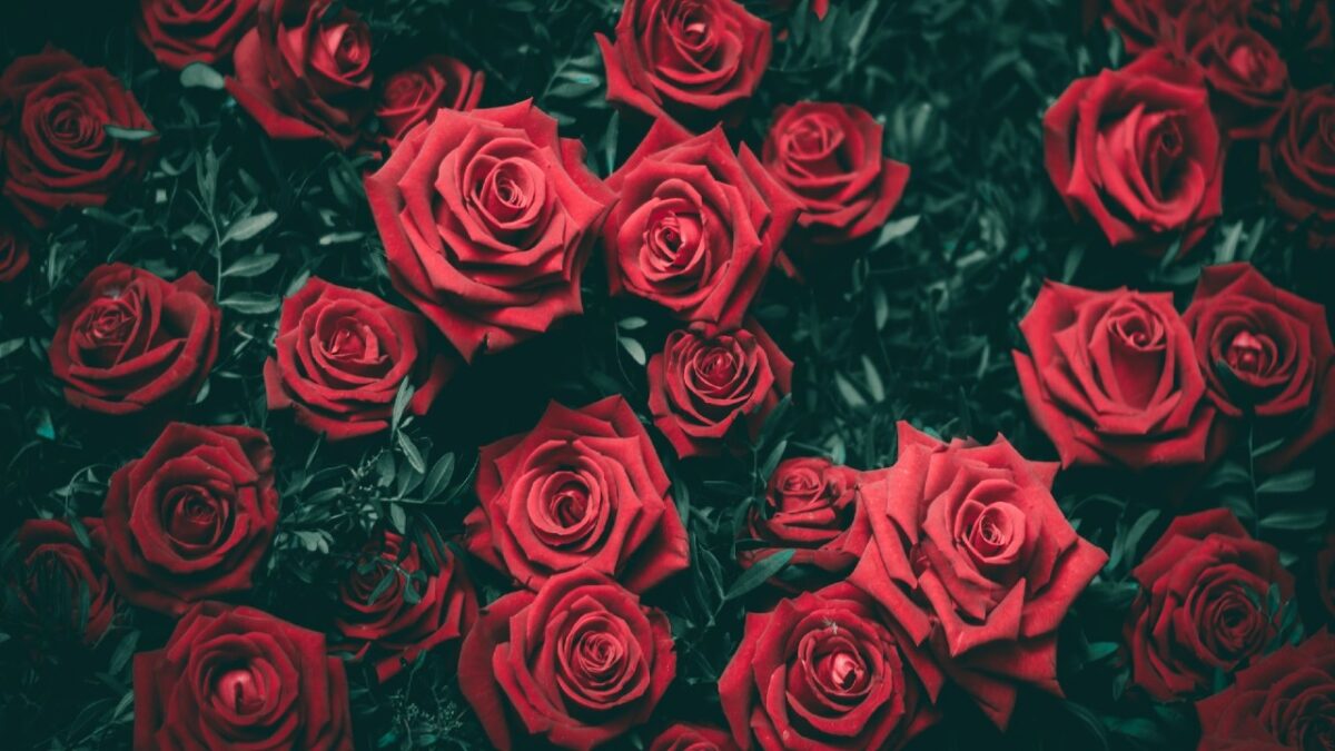 5 Profumi alla Rosa, il fiore del mese di Maggio