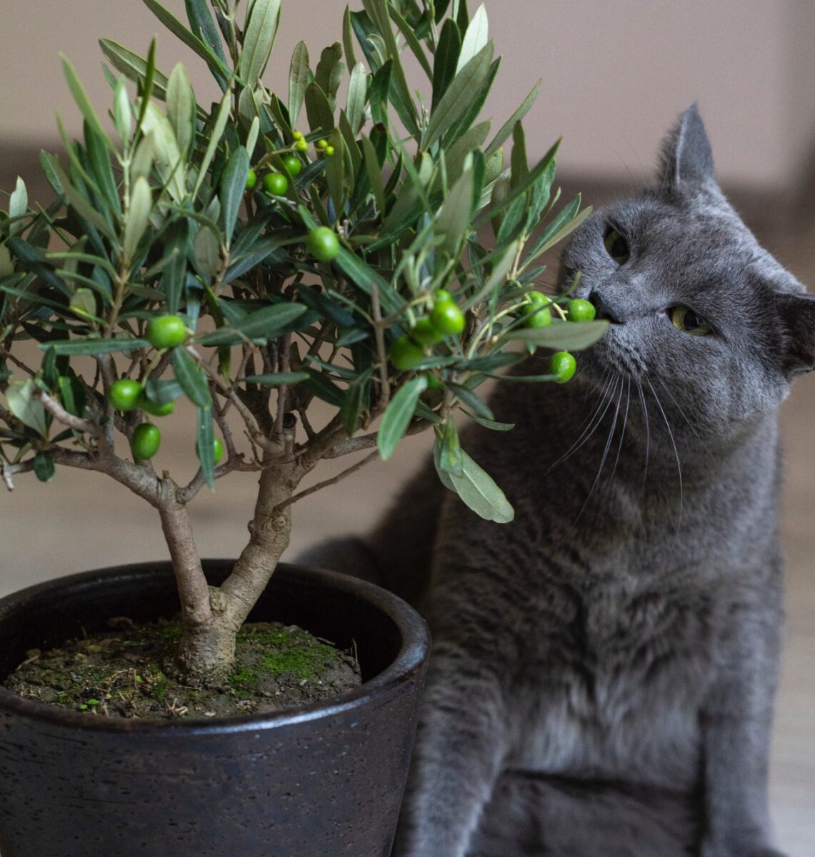 Galleria foto '5 Alberi perfetti per il tuo Balcone: ecco quali scegliere e come prendersene cura…' - foto 4