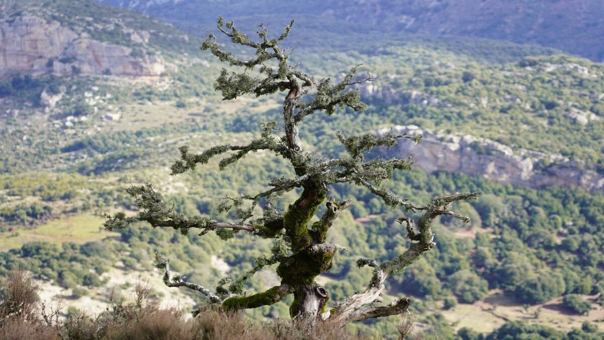 Barbagia, 4 Borghi affascinanti per scoprire il lato wild della Sardegna