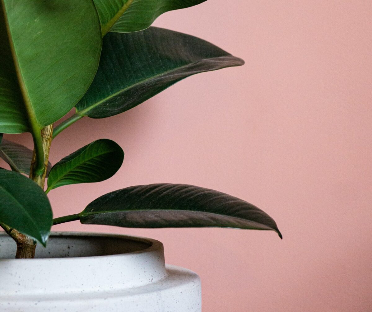 Galleria foto '7 Piante che eliminano la Polvere in Casa e ti aiutano a combattere le allergie!' - foto 4
