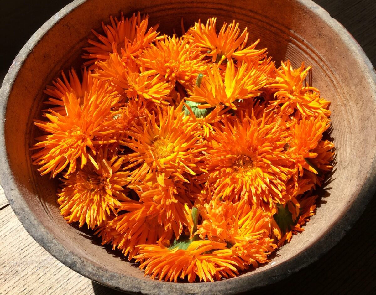 Galleria foto 'Queste 6 Piante fanno bene alla Pelle. Ecco quali sono…' - foto 1