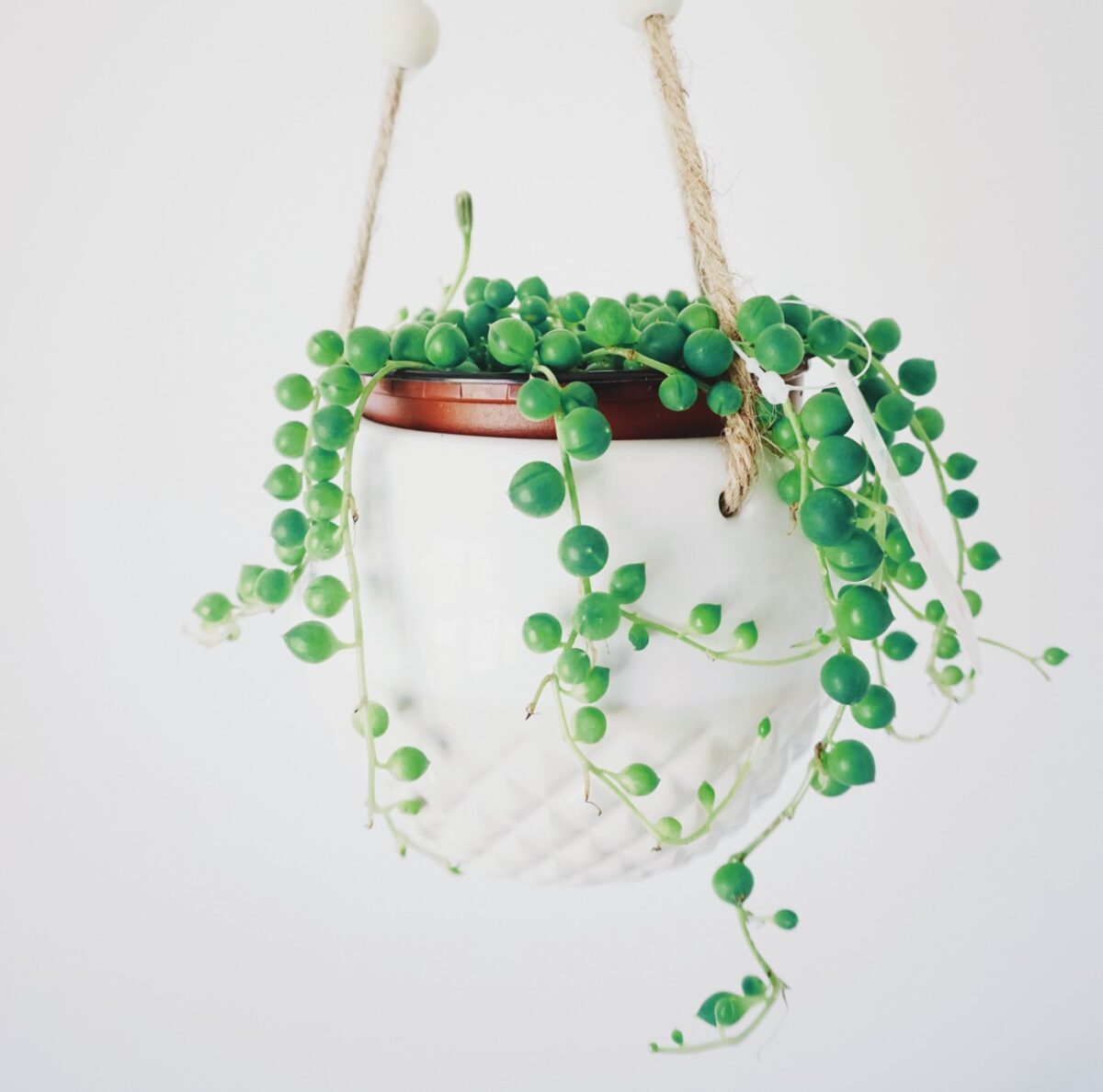 Galleria foto '7 Piante Pendenti da interni per decorare la tua Casa in maniera Green' - foto 2