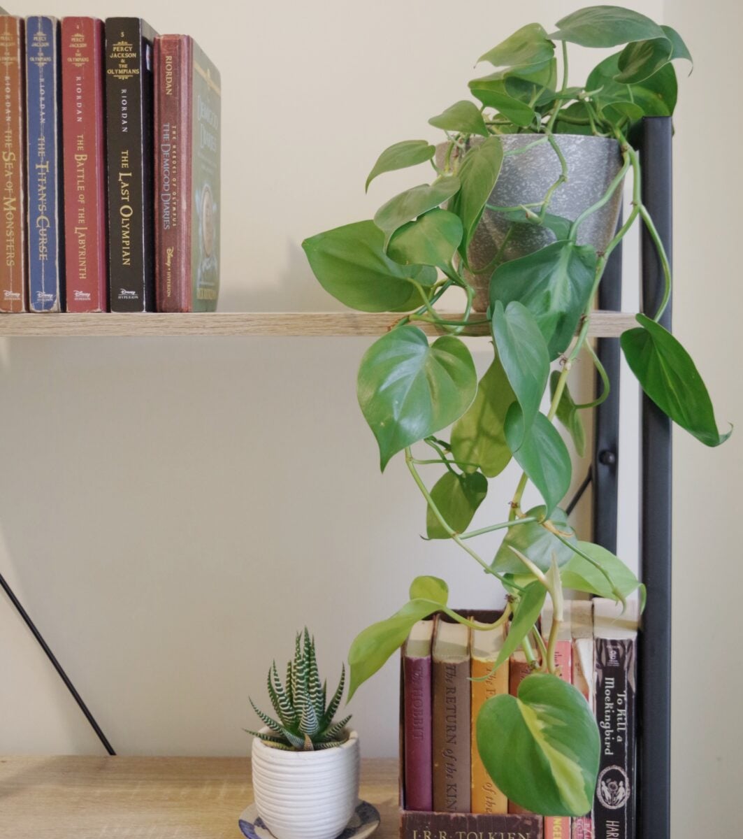 Galleria foto '7 Piante Pendenti da interni per decorare la tua Casa in maniera Green' - foto 1