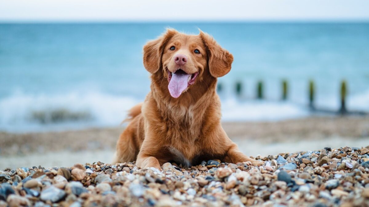 Bau beach, 5 spiagge attrezzate per una vacanza al mare con il vostro cane