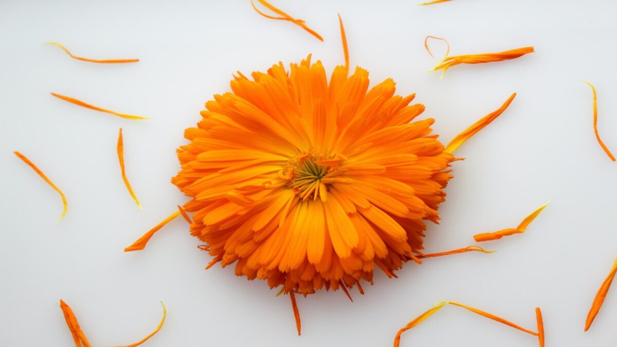 Calendula: 5 prodotti lenitivi per la pelle da provare questa estate!