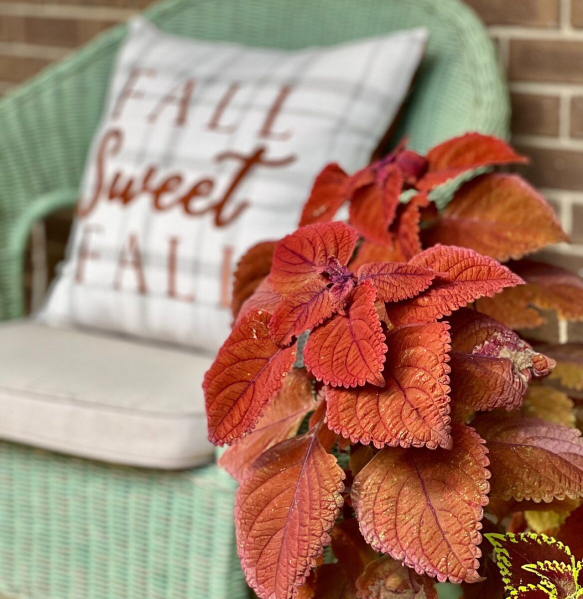 Galleria foto '8 must have Autunnali che non possono mancare nella tua Casa. Mettili subito in wishlist!' - foto 3