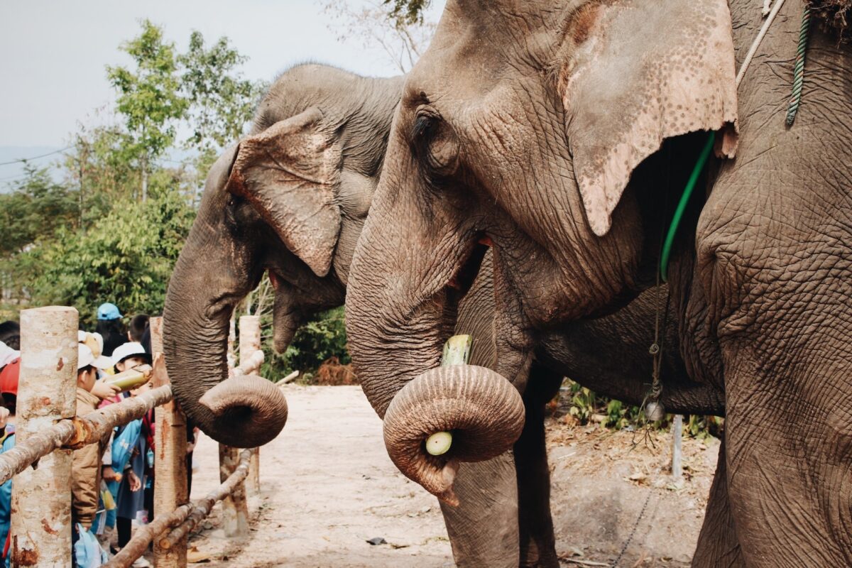 elefante