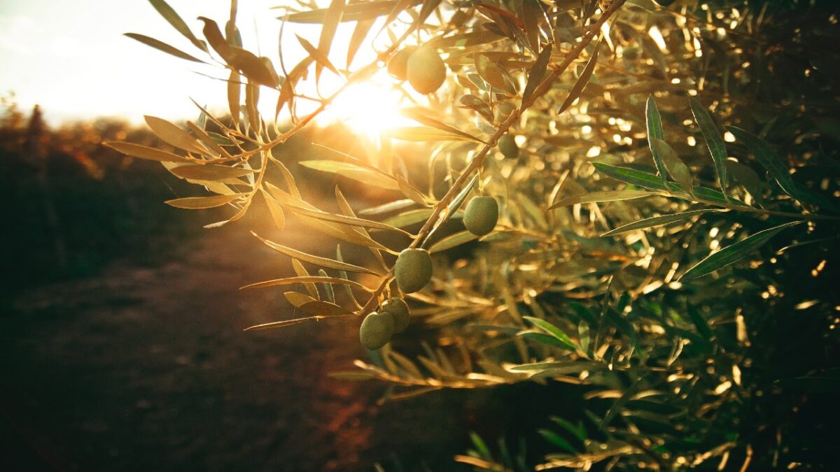 Borghi dell’olio, i 4 più belli d’Italia da scoprire a Ottobre