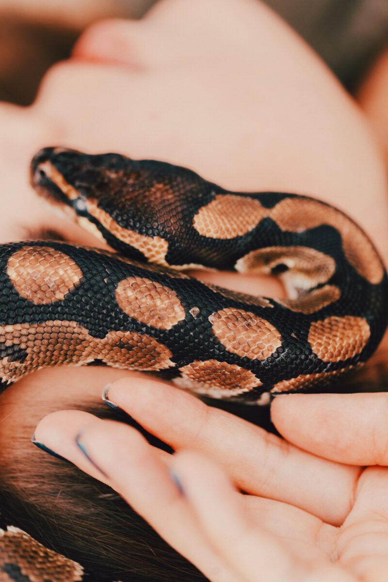 massaggio con i serpenti