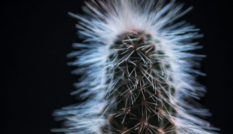 Cactus resistente al freddo