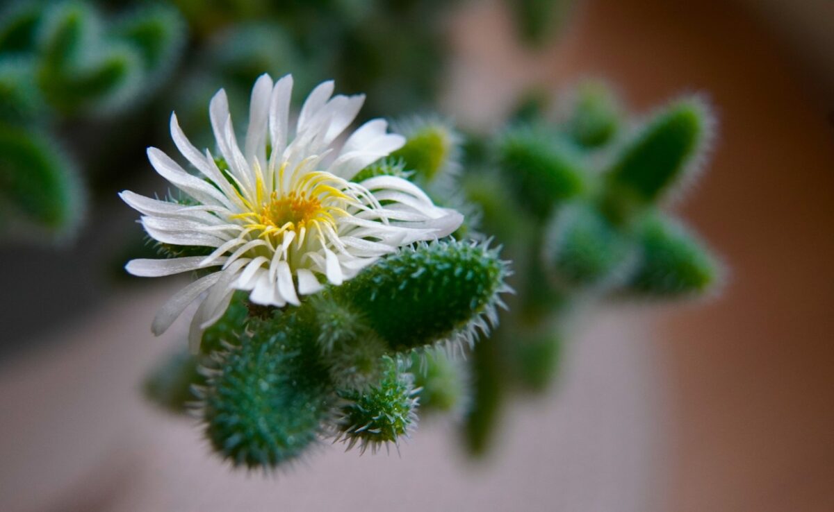 Galleria foto 'Se avete scelto queste 5 Piante Grasse da Esterno, il vostro Giardino resterà verde anche d’Inverno!' - foto 4