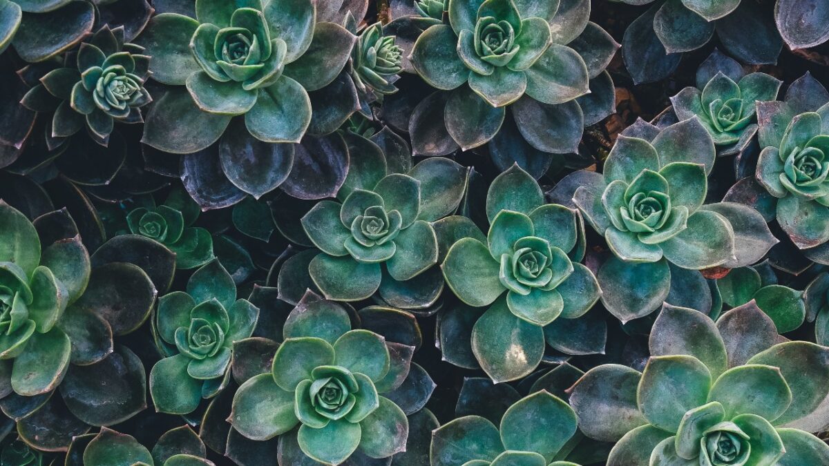 Se avete scelto queste 5 Piante Grasse da Esterno, il vostro Giardino resterà verde anche d’Inverno!