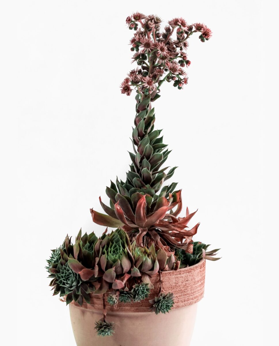 Galleria foto 'Se avete scelto queste 5 Piante Grasse da Esterno, il vostro Giardino resterà verde anche d’Inverno!' - foto 3