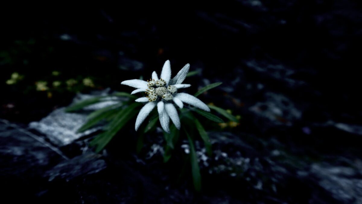 Questo Fiore è un vero elisir di giovinezza. Addio Rughe!