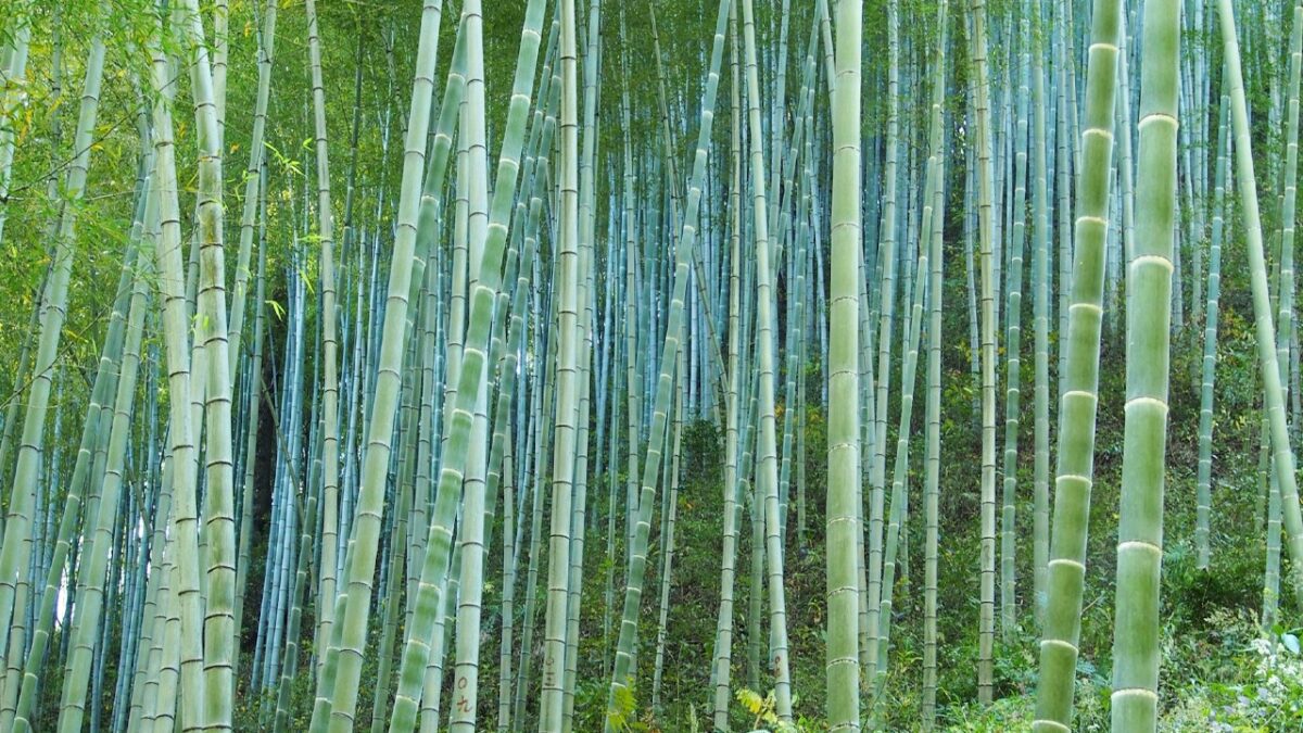 Bamboo per la Pelle: tutte le proprietà e benefici del nuovo ingredienti Made in Asia