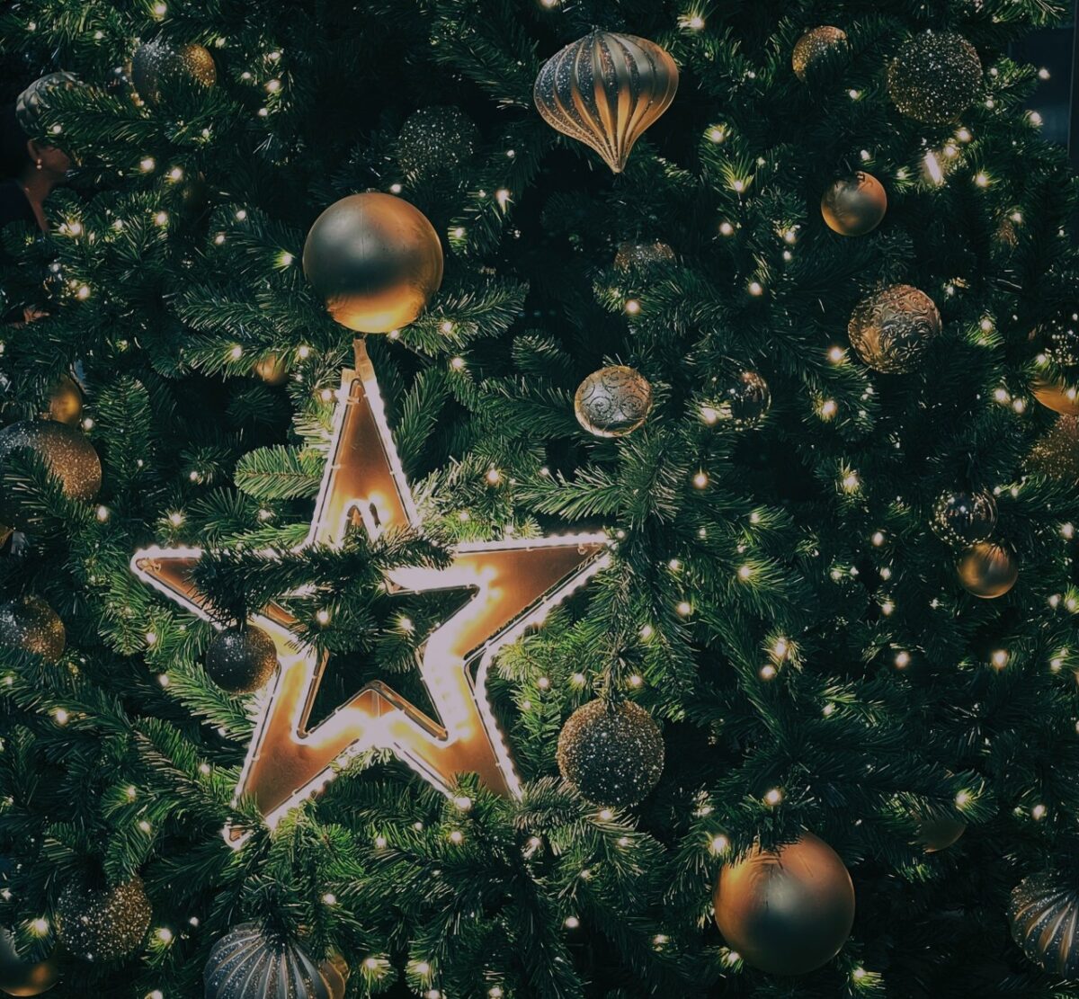 Galleria foto 'Come prendersi cura dell’albero di Natale e far sì che sopravviva alle Feste!' - foto 4