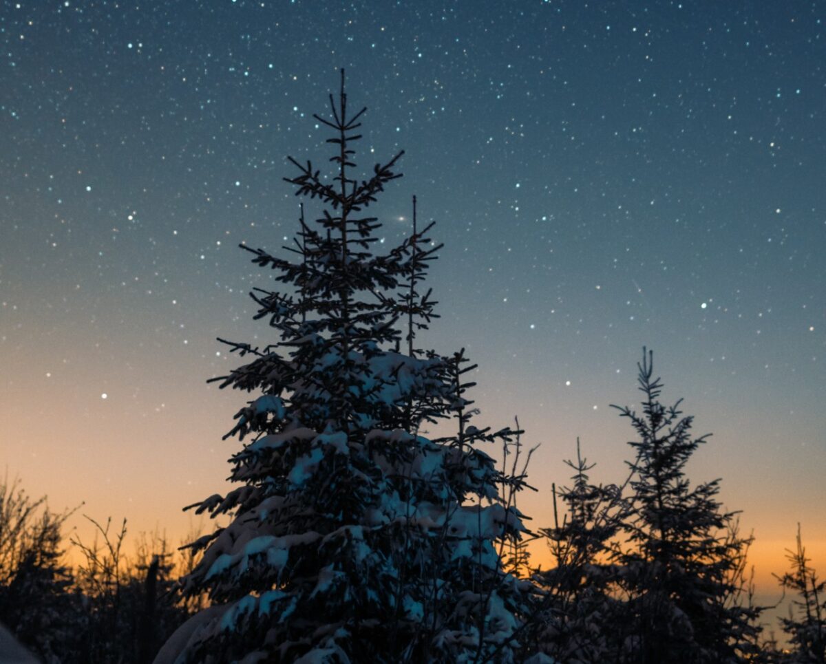 Galleria foto 'Come prendersi cura dell’albero di Natale e far sì che sopravviva alle Feste!' - foto 3