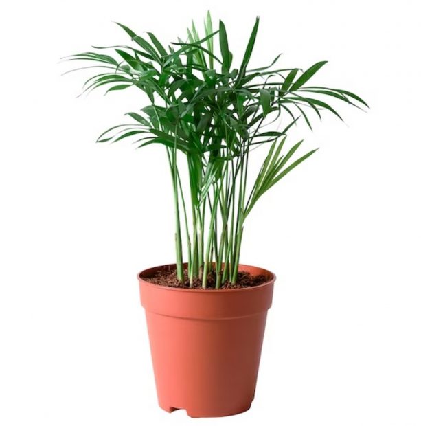 piante Ikea