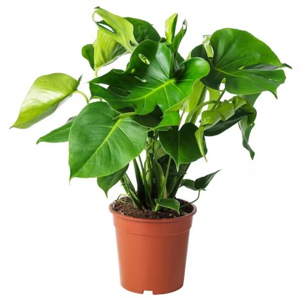 piante Ikea