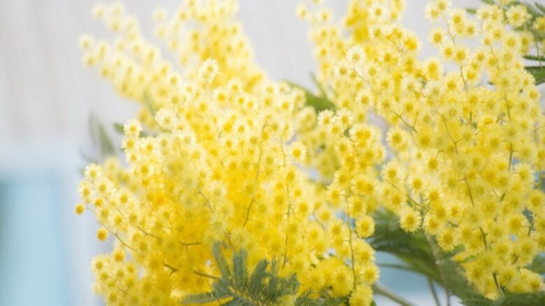 Profumi alla mimosa: 5 fragranze per celebrare la festa della Donna