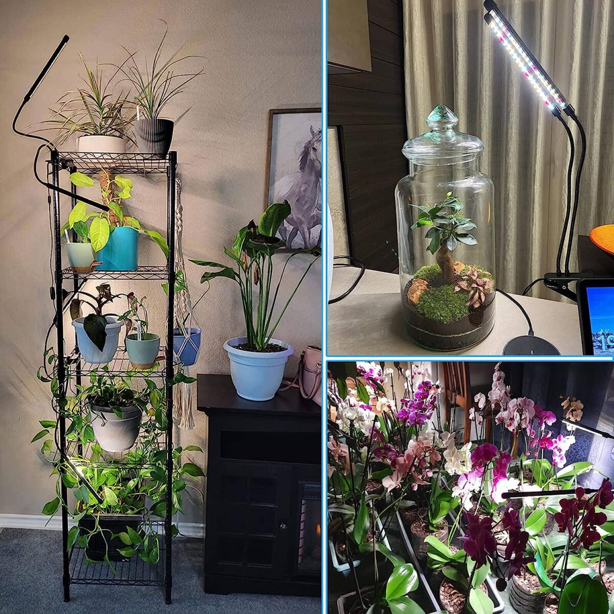 Galleria foto 'La soluzione per far sopravvivere le Piante anche nelle zone meno luminose della casa è questa!' - foto 3