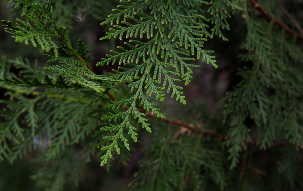 Galleria foto 'Questo olio naturale è il rimedio definitivo contro Cellulite e ritenzione idrica!' - foto 3