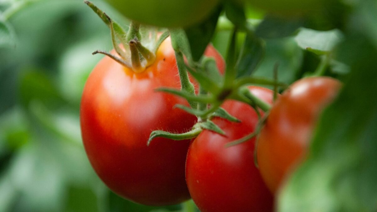 Profumi al Pomodoro: 5 fragranze uniche da “gustare” in Primavera