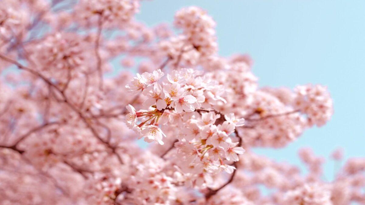 “Sakura” sulla pelle, 5 prodotti per celebrare la fioritura dei ciliegi