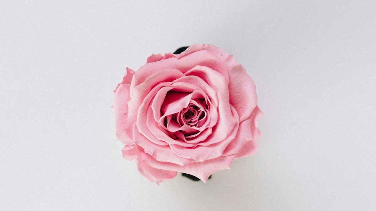 Profumi rosa e agrumi: 6 fragranze da provare ora e indossare fino all’inverno
