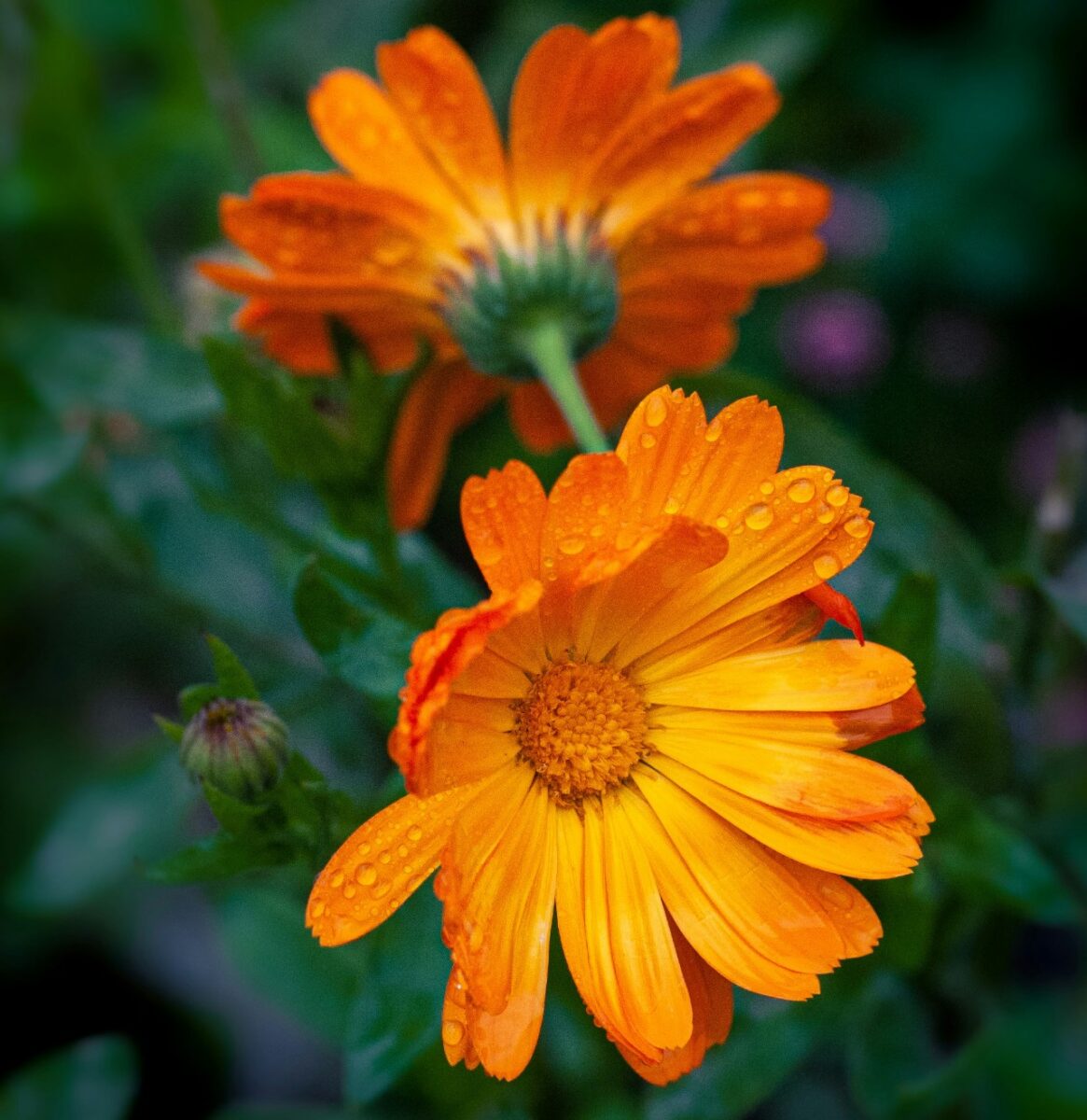 Galleria foto 'Grazie a queste piante potrai finalmente dire addio alle zanzare!' - foto 3
