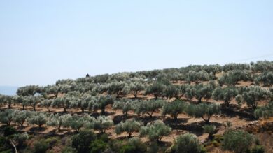Il borgo della Puglia dove storia e sapori autentici conquistano il cuore