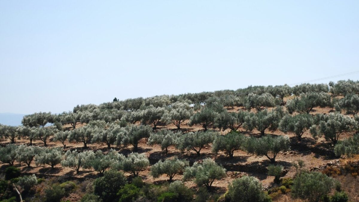 Il borgo della Puglia dove storia e sapori autentici conquistano il cuore