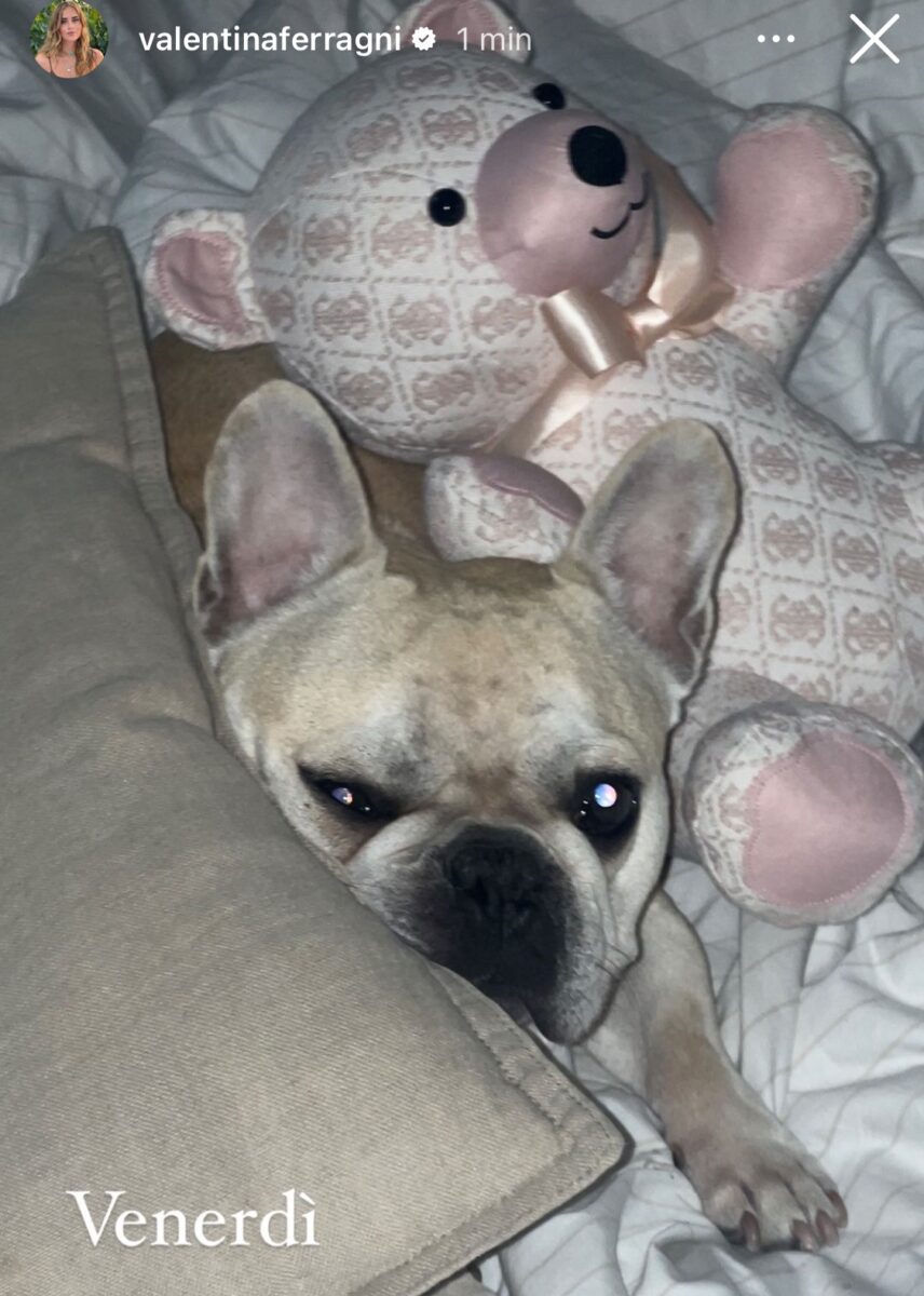 Galleria foto 'Valentina Ferragni, peluche griffato per il suo cagnolino Pablo: quanto costa?' - foto 1