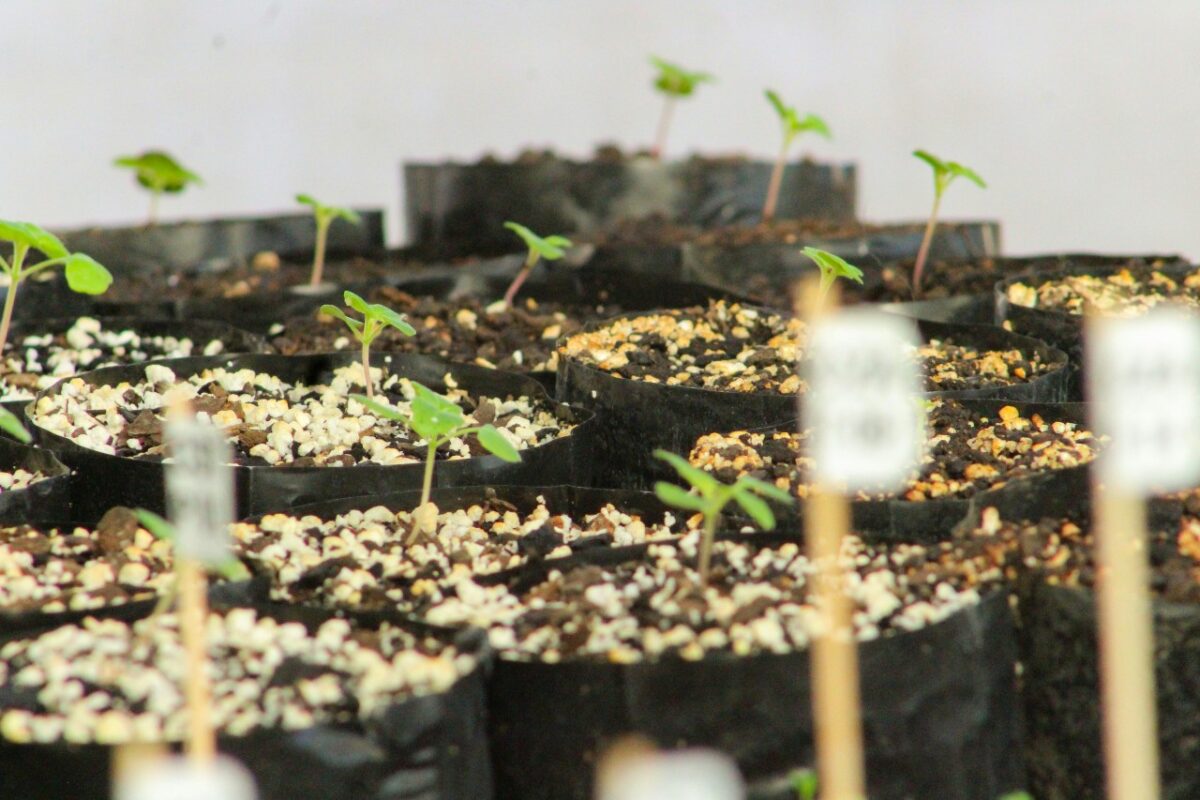 Galleria foto 'Come prendersi cura dell’Orto in Autunno e cosa seminare…' - foto 5