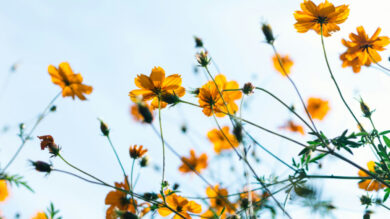 I colori Moda più In della Primavera 2025 e come abbinarli…