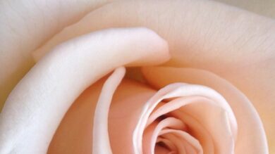 Profumi alla rosa 2025: le novità più originali della nota olfattiva più classica