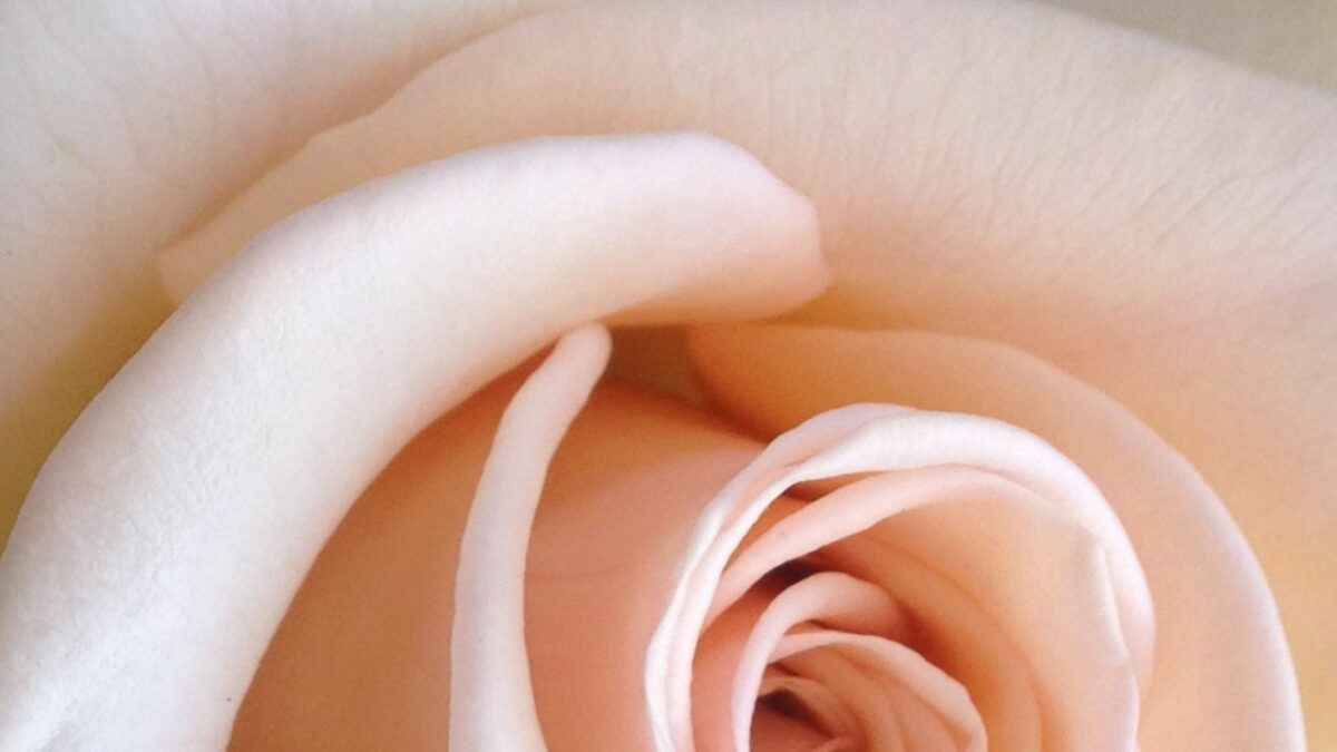 Profumi alla rosa 2025: le novità più originali della nota olfattiva più classica