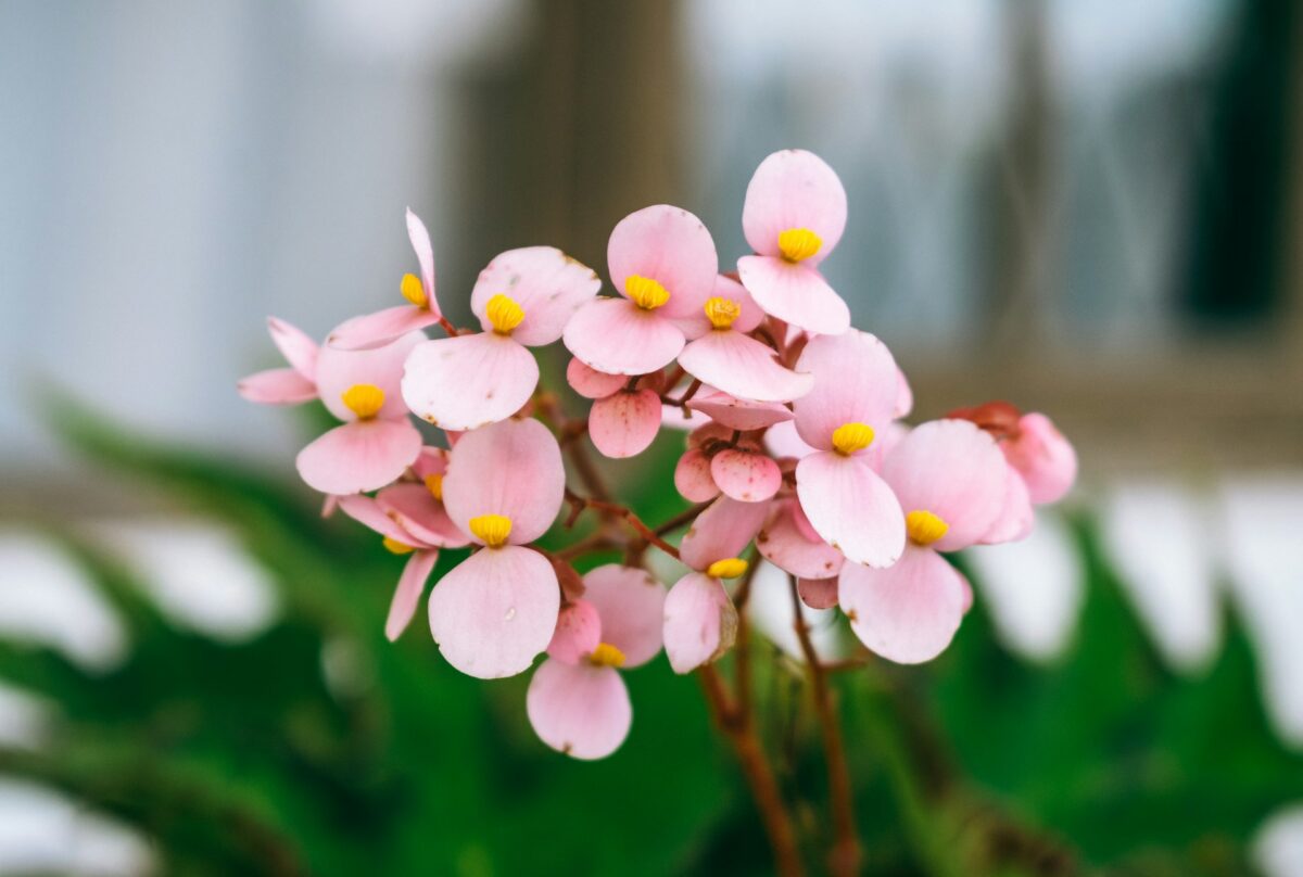 I fiori Primaverili perfetti per decorare il tuo balcone nei prossimi mesi I fiori Primaverili perfetti per decorare il tuo balcone nei prossimi mesi