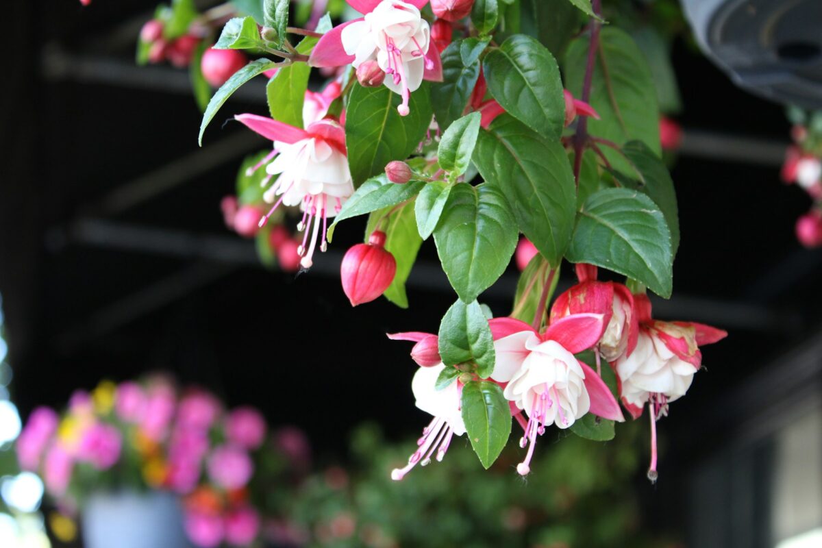 I fiori Primaverili perfetti per decorare il tuo balcone nei prossimi mesi I fiori Primaverili perfetti per decorare il tuo balcone nei prossimi mesi