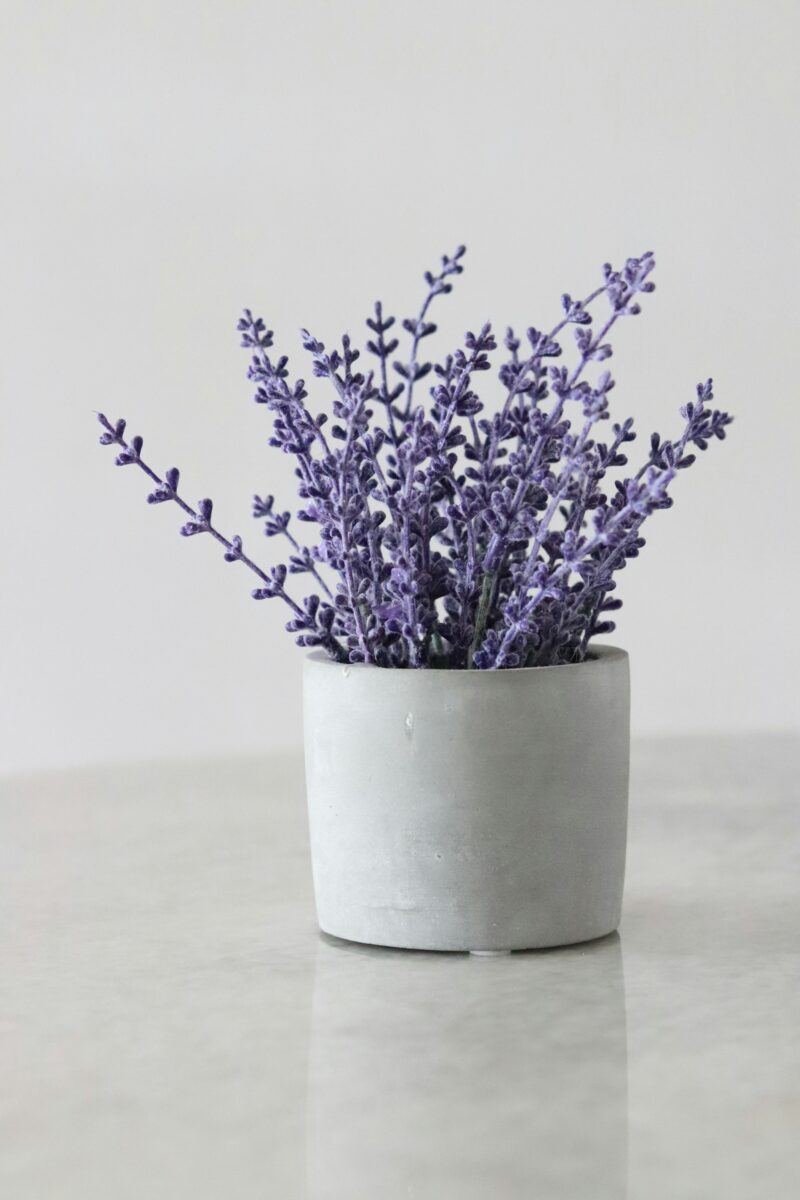 I fiori Primaverili perfetti per decorare il tuo balcone nei prossimi mesi I fiori Primaverili perfetti per decorare il tuo balcone nei prossimi mesi