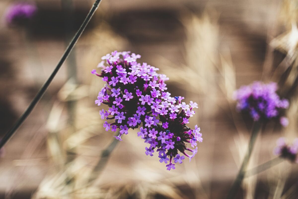 I fiori Primaverili perfetti per decorare il tuo balcone nei prossimi mesi I fiori Primaverili perfetti per decorare il tuo balcone nei prossimi mesi