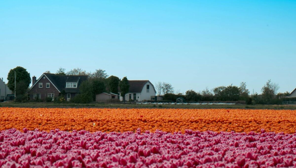 4 Città in fiore da visitare in Primavera